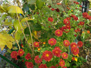 DSC03332