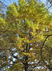 stejarul 29 oct 2011 012