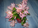 schlumbergera