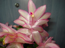 schlumbergera