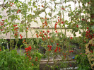 Rosii cherry in solar,aug.2011
