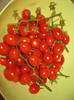 Rosii cherry prunisoare,aug.2011