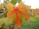 Liquidambar styraciflua (2011, Oct.29)