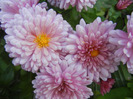 Pink Chrysanthemum (2011, Oct.28)