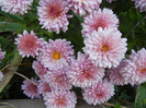 Pink Chrysanthemum (2011, Oct.28)