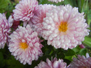 Pink Chrysanthemum (2011, Oct.28)