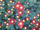 Red & Yellow Chrysanth (2011, Oct.28)