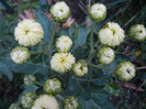 White Chrysanthemum (2011, Oct.28)