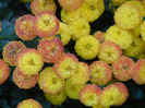 Yellow Chrysanthemum (2011, Oct.28)