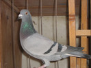 0448466-11-F LOC 64 VITEZA PUI 2011 (8 VITEZE)