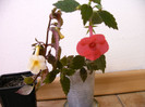 IMAG0034