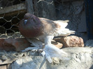 femela pomeran