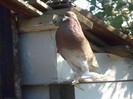 femela pomeran