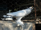 mascul metis pomeran