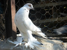 mascul metis pomeran