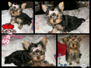 pizap.com13172880371091
