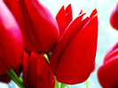 Lalele rosii 018c-800