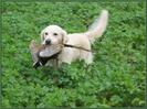 golden retriever  la vanatoare4