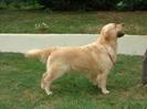 golden retriever (118)