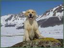 golden retriever (119)