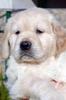 golden retriever (129)