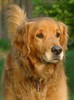 golden_retriever_001