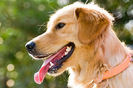 golden_retriever_003