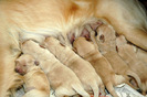 golden_retriever_004b