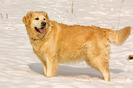golden_retriever_005