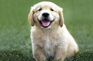 golden_retriever_008