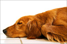 golden_retriever_009