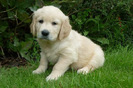 golden_retriever_013