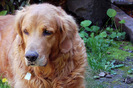 golden_retriever_016