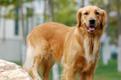 golden_retriever_017