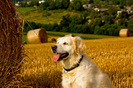 golden_retriever_018