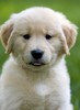 golden_retriever_021