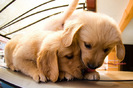 golden_retriever_022