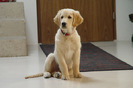 golden_retriever_023