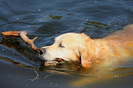 golden_retriever_024