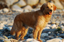 golden_retriever_025
