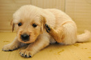 golden_retriever_026
