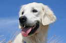 golden_retriever_027