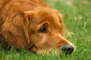 golden_retriever_028