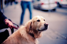 golden_retriever_029