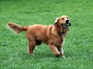 golden-retriever-09