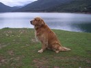 golden-retriever-081