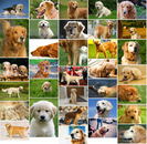 poze_caini_golden_retriever