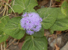 Ageratum houstonianum (2011, Oct.29)