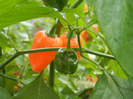 Orange Habanero Pepper (2011, Oct.29)