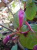 Fuchsia Red Purple (2011, October 20)